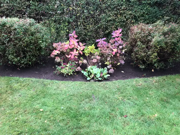 Blomsterbed med rhododendron og nyslået græs